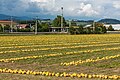 English: Field with harvested pumpkins Deutsch: Acker mit geernteten Kürbissen