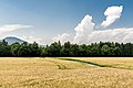 English: Rye field at Virunum Deutsch: Roggenfeld in Virunum