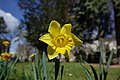 * Nomination Cream narcissus (Narcissus tazetta) in Colmar (Haut-Rhin, France). --Gzen92 07:56, 23 March 2023 (UTC) * Promotion  Support Good quality. --Der Angemeldete 11:07, 26 March 2023 (UTC)