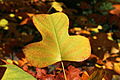 Leaf in autumn