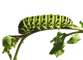 Caterpillar of the Papilio Machaon.