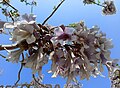 * Nomination Paulownia tomentosa (flowers)‎ in Kokand, Uzbekistan --Екатерина Борисова 01:18, 17 April 2024 (UTC) * Promotion Good quality. --The Cosmonaut 01:31, 17 April 2024 (UTC)