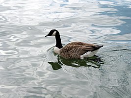 Branta canadensis