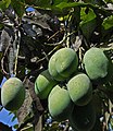 Unripe fruits of mangga manalagi, planted in Lumajang, East Java