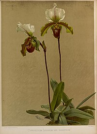 plate 57 Cypripedium × Leeanum Paphiopedilum cultivars
