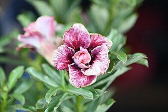 Plant of Thailand - Adenium in Thailand.