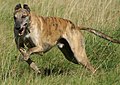Male Greyhound running