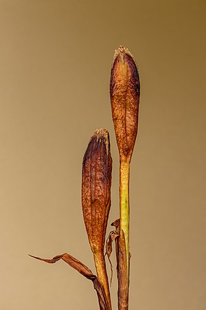 Iris sibirica. Focus stack of 16 photos. Rotated 180 degrees.