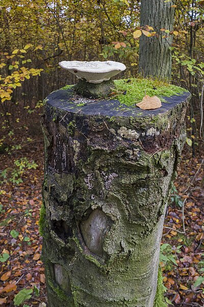 File:Pilz Buckel-Tramete auf einem Baumstumpf am Ebelsberg 4.jpg