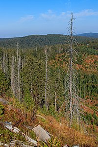 Dead trees Hornisgrinde Northern Black forest