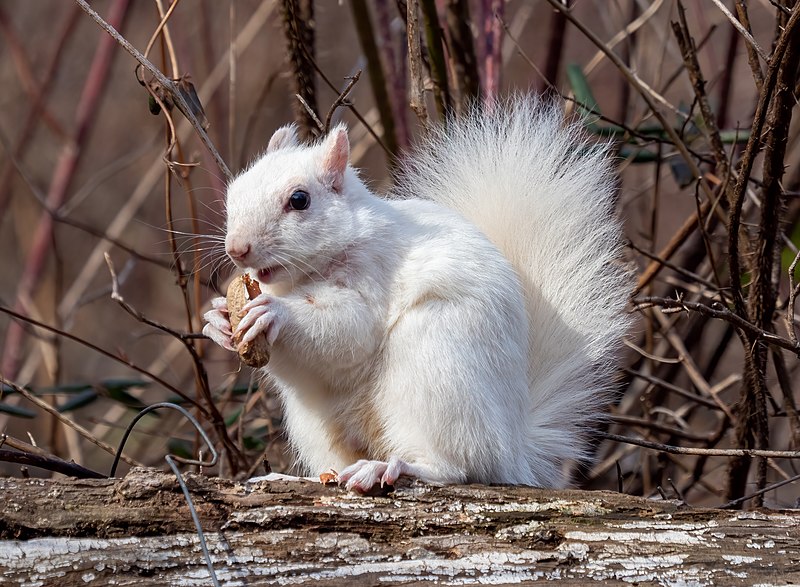 File:Leucistic squirrel in Prospect Park (85580).jpg