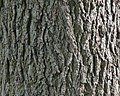 Black Walnut Juglans nigra L. detail of bark