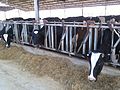 The cowshed in kibbutz Gezer, Israel.