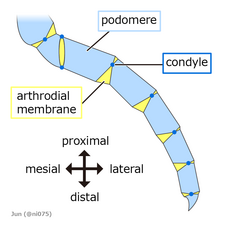 Uniramous arthropodized appendage (external morphology)