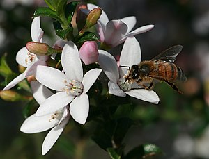 Apis mellifera (Western honeybee) on Philotheca buxifolia (Box-leaf Waxflower) (NEW ARTICLE)