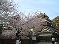 Cherry blossoms at Kumamoto Castle. Taken on 30 March 2010. 熊本城の桜。2010年3月30日撮影。