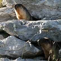Marmota camtschatica (Black-capped marmot)