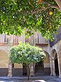 Orange trees in Granada, Spain