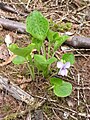 Viola mirabilis in the spring in Finland.