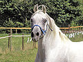 Vashara Chamal Deutsch: asiler Araberhengst (rein ägyptischgezogen) English: asil Arabian stallion (straight Egyptian bloodlines)