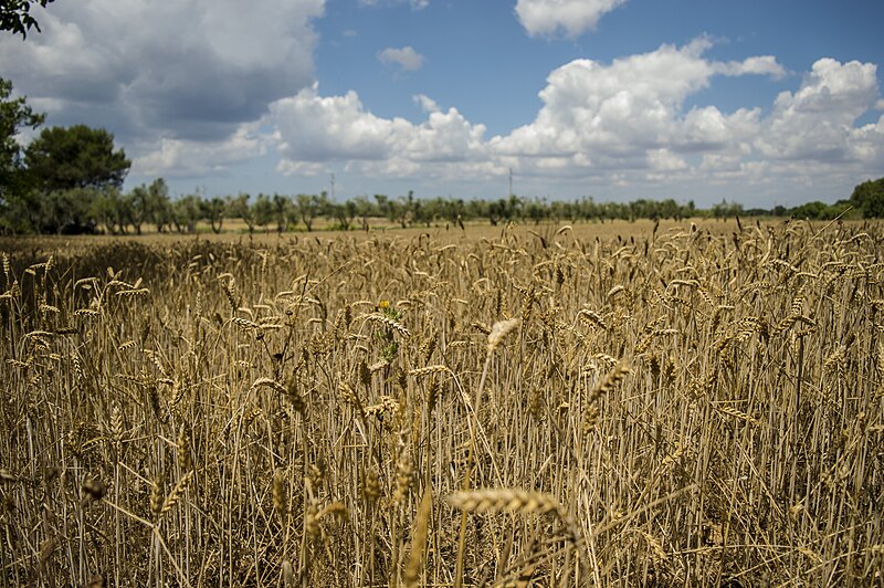 File:Grano Tenero Maiorca.jpg