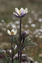 Anemone multifida