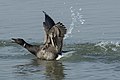 Brent goose (Branta bernicla), North Sea island Amrum