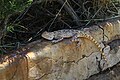 * Nomination: Trapelus mutabilis in Jeyran ecological center. Bukhara region, Uzbekistan. By User:Humoyun Mehridinov --Красный 08:15, 7 June 2024 (UTC) * Review IMHO, it needs a tighter crop on the lizard. --C messier 20:54, 15 June 2024 (UTC)