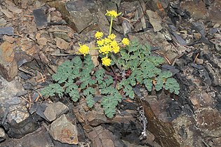 Lomatium martindalei