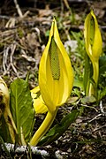 Lysichiton