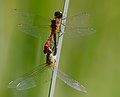 Blutrote Heidelibelle - Sympetrum sanguineum, Paarungsrad, am Bruchgraben in den Kirschgartshäuser Schlägen