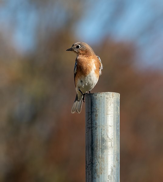 File:Eastern bluebird in Prospect Park (03704).jpg