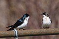 Tree Swallow Hirondelle bicolore