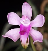 Phalaenopsis taenialis