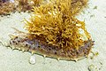 * Nomination Sea cucumber (Holothuria arguinensis), Arrábida Natural Park, Portugal --Poco a poco 12:22, 14 August 2021 (UTC) * Promotion  Support Good quality. --Ermell 19:04, 14 August 2021 (UTC)