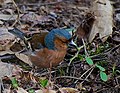 Buchfink - Fringilla coelebs, Männchen, im Käfertaler Wald