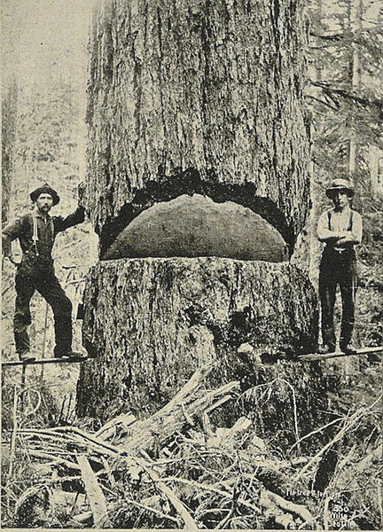File:9-foot diameter Douglas Fir - 1900.jpg