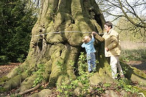 Fagus sylvatica Cv. atropurpurea.