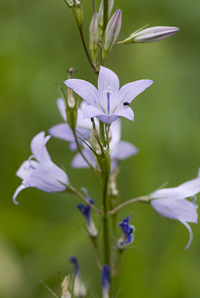 File:Campanula rapunculus beauvais-sables-bracheux 60 20062008 3.jpg