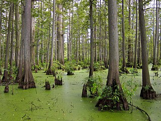 Cache River State Natural Area, Illinois