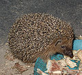 Hedgehog, ježek v Jaroměři