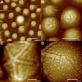 Starfish-shaped Features of Mimivirus I