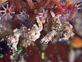 Hippocampus satomiae (Satomi's pygmy seahorse) attached to coral