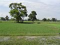 Jasminrice fields, Thailand