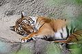 Indo Chinese Tiger (Panthera tigris corbett)