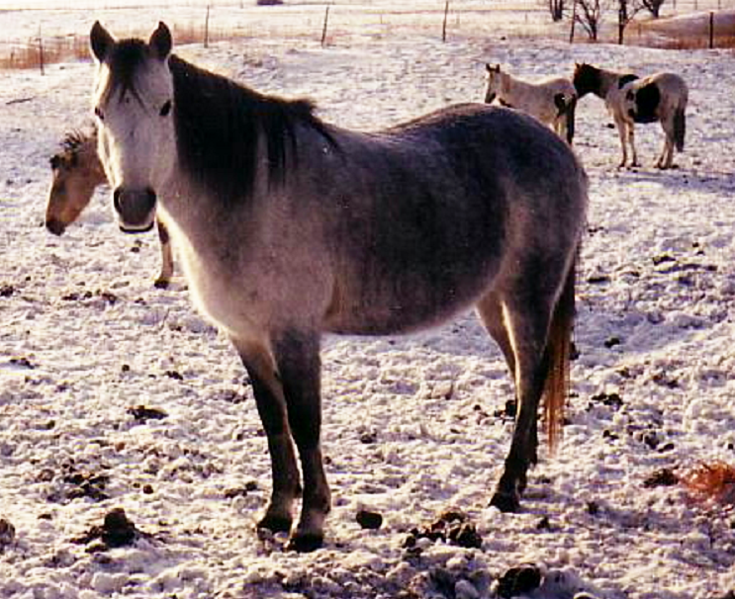 File:CanadianRusticPony.png