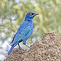 90 Cape starling (Lamprotornis nitens) Kruger uploaded by Charlesjsharp, nominated by Charlesjsharp,  11,  0,  0