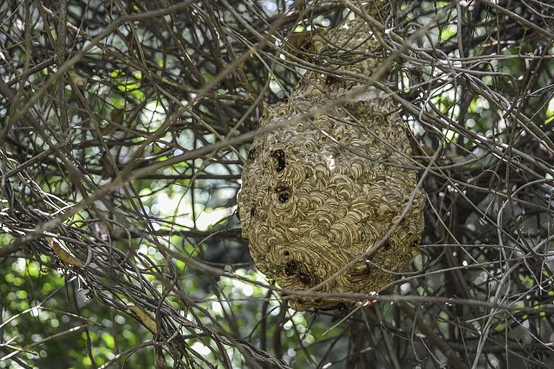 File:The nest.jpg