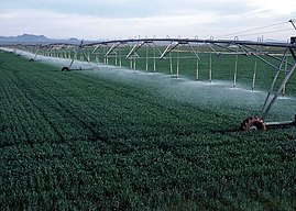 Center pivot irrigation of wheat growing in Yuma County