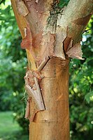 Acer griseum.